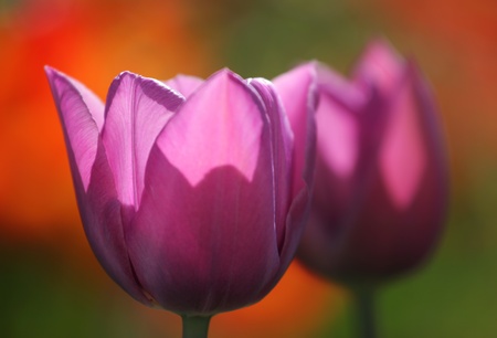 Lilac tulips in gardenの写真素材