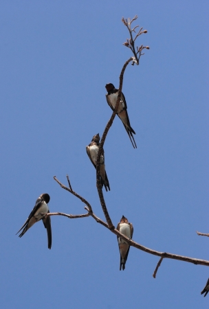 Birds on branch against blue skyの写真素材