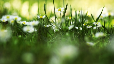 Daisies on the blurred green backgroundの写真素材