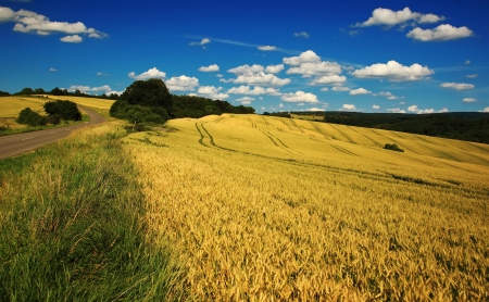 Summer landscape with wheat fieldの写真素材
