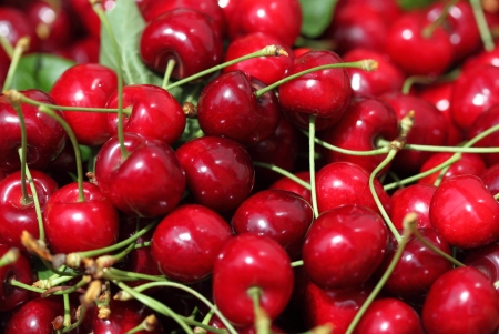 Some beautiful sweet cherry in pileの写真素材