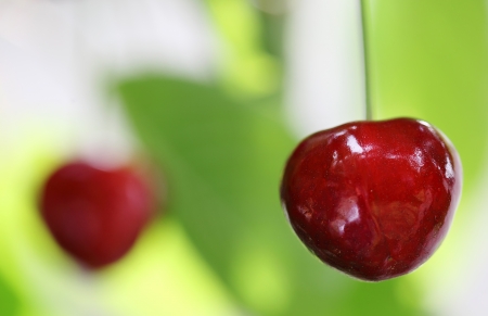 Two ripe cherry on the treeの写真素材