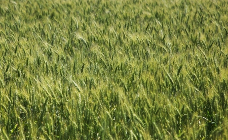 A field of wheat - useful as backgroundの写真素材