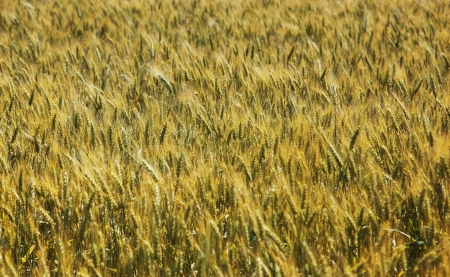 A field of wheat - useful as backgroundの写真素材