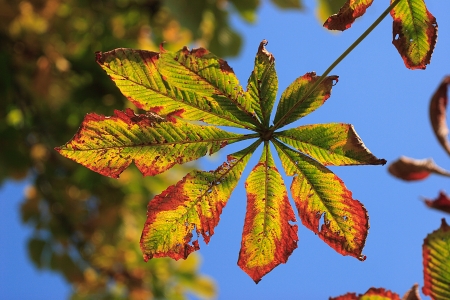 Leaves in autumn at blue skyの写真素材