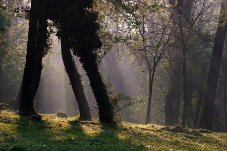 Mystic foggy forest in the morning with nice ray of lightの写真素材