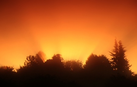 Silhouette of pine forest with beautiful colors and sunbeamの写真素材