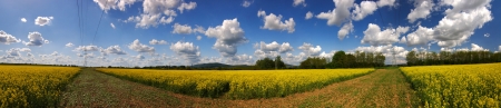 Beautiful rapefield with nice cloudscape in panorama shapeの写真素材