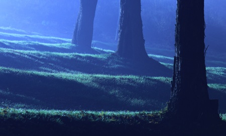 Mystical forest in blue color at eveningの写真素材