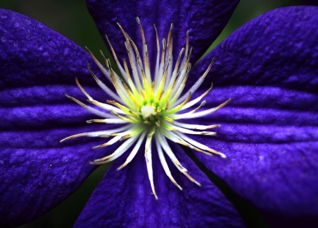  Close-up image about violet-coloured flower の写真素材