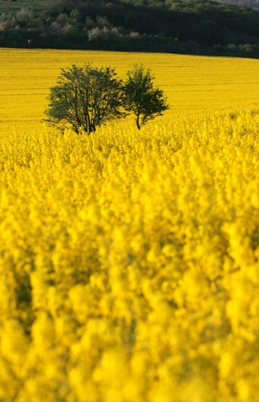 Rapefieldの写真素材