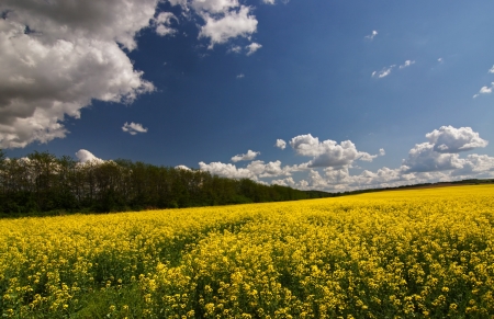 Beautiful landscape with huge rapeseed filed nice clouds and forestの写真素材