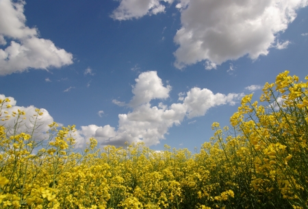 Rape field, canola crops on blue skyの写真素材
