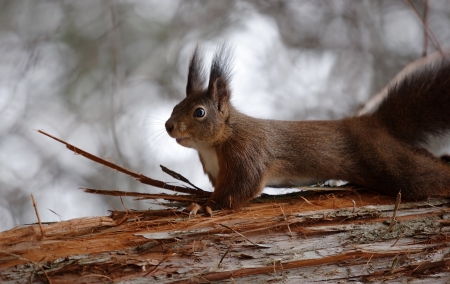 Red squirrel sitting on the treeの写真素材