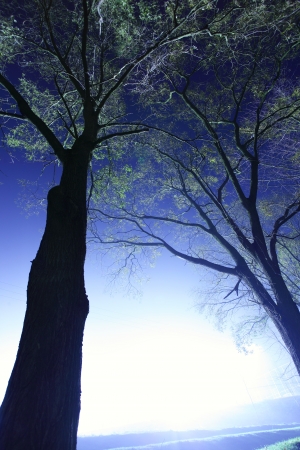 Solitude tree in urban areaの写真素材