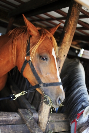 Portrait of a beautiful brown horseの写真素材