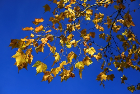 Detail of tree foliage with blue skyの写真素材