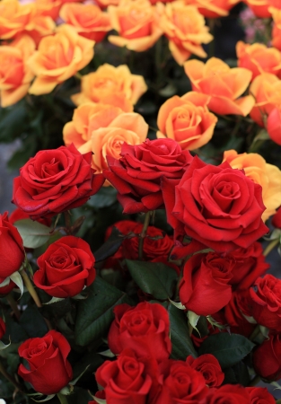 Bunch of red and yellow rosesの写真素材