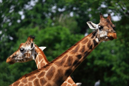 Head and neck of couple giraffeの写真素材
