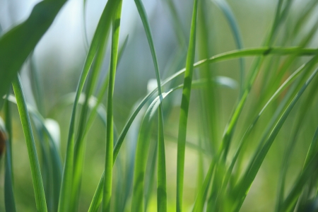 The background of fresh green grassの写真素材