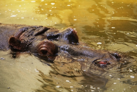 Hippo in a murky green waterの写真素材