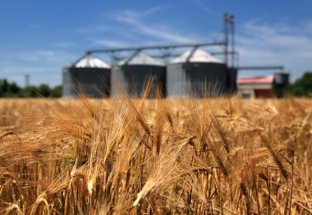Farm, wheat field with grain silos for agricultureの写真素材