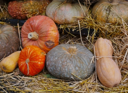 Heap of pumpkin on strawの写真素材