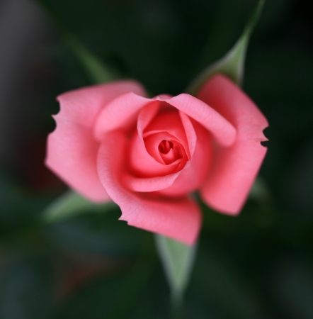 Single pink rose in gardenの写真素材