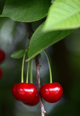 Cherries hanging on a cherry tree branchの写真素材