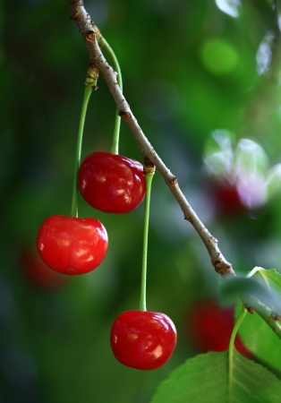 Sour cherries hanging on a cherry tree branchの写真素材