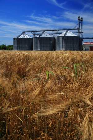 Farm, wheat field with grain silos for agricultureの写真素材