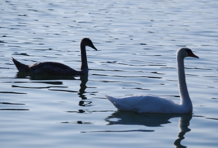 Two swans flotaing on waterの写真素材