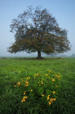 Tree in the meadow in the mistの写真素材