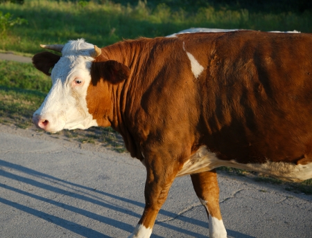 Brown cow walking on roadの写真素材