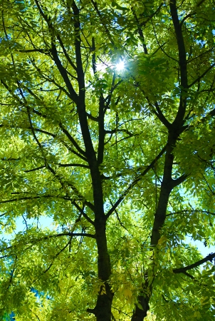 Sunlight in trees of green summer forestの写真素材