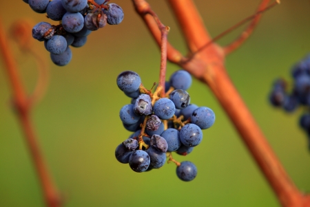 Dry bunch of grape on branch in late autumnの写真素材