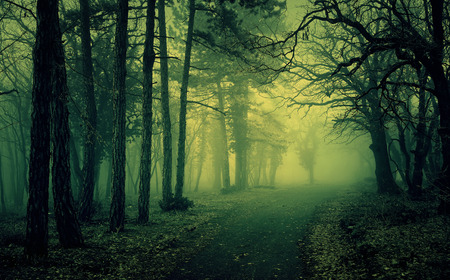 Green light in a mysterious forest with fogの写真素材