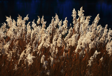 Reed nature in backlight in morning