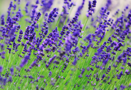 Detail of blooming lavender outdoor