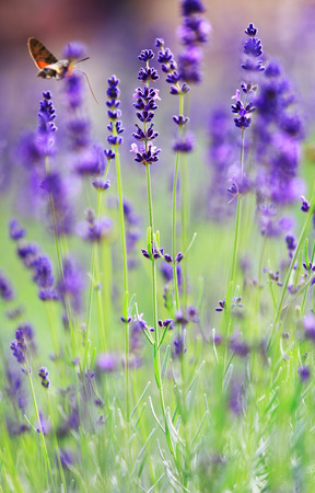 Lavender gardenの写真素材