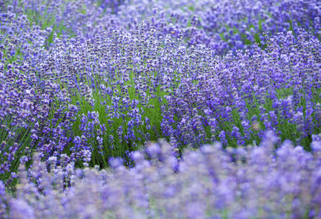 Beauty lavender flowers in garden