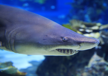Detal of carcharias taurus in waterの写真素材