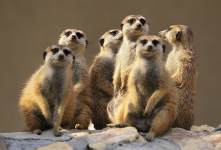 Group of watching surricatas outdoorの写真素材