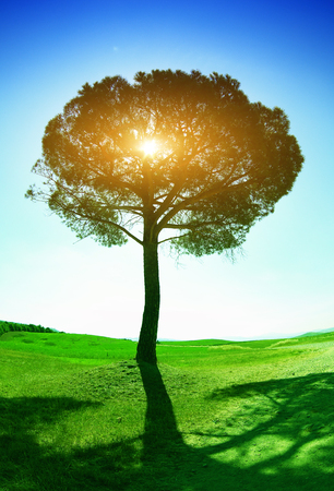 Single tree with blue sky and green groundの写真素材
