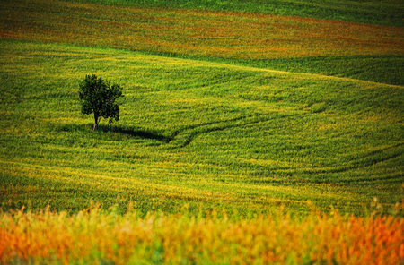 Single tree in tuscany landscape, Italyの写真素材