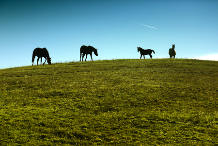 Horses outdoor at ranch at beauty landscapeの写真素材