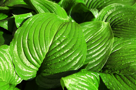 Huge green leaves with drop of dewの写真素材