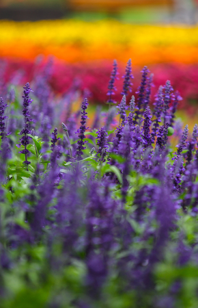 Colorful flowers in outdoor gardenの写真素材