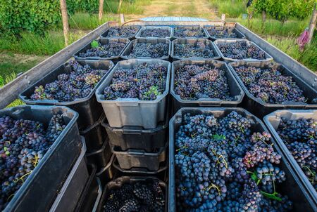 Heap of grapes in crates in vineyardの写真素材