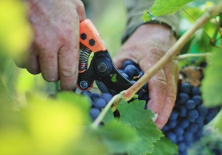 Hand cut grape with secateurs tool